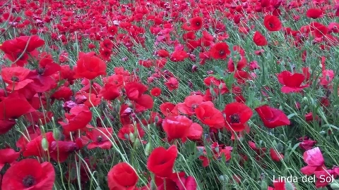Masturbation between poppies - Linda del Sol