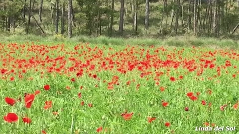 La primavera la sangre altera (Masturbandome entre amapolas) - Linda del Sol