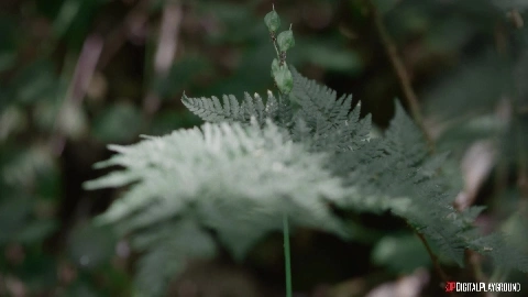 Clash Of The Vikings Episode 1 - Amirah Adara