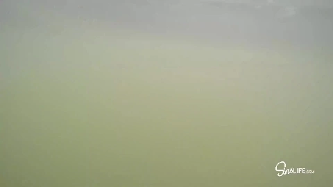 SinsLife - Kissa, Adriana, Megan 4Some