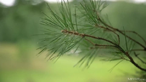 MetArt - Alise Moreno Country Girl