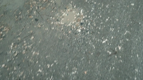 Layla Scarlett - Hunt4K