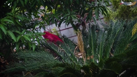 Sudipa With Two Malik Uncut (2025) GoddesMahi Hindi Hot Short Film