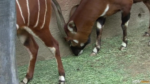 Katja Kassin - HDVPass