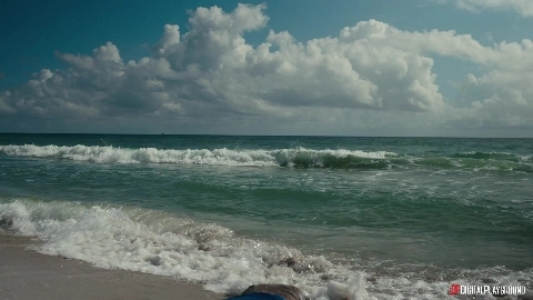 Little Dragon A Survivors Paradise - DigitalPlayground