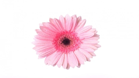 Nuria Milan GIO2784 good piss segment