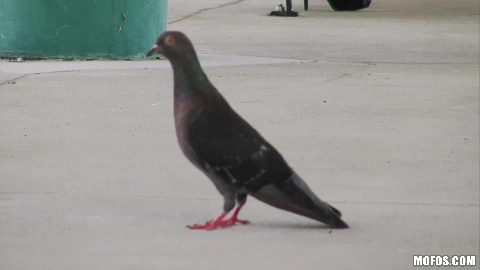 Kimmy Kay - PervsOnPatrol