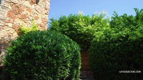 Twin Con Game - Bonnie Dolce, Zlata Shine