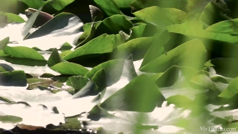 Melody Petite & Swabery Baby Art Of Kissing Revisited E