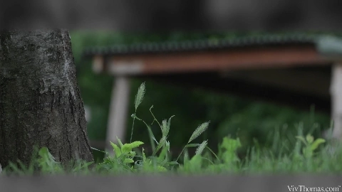 Work T - Lovita Fate & Tiffany Doll Day Dream Episode 4